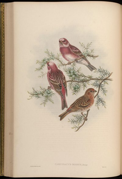 Carpodacus roseus - John Gould